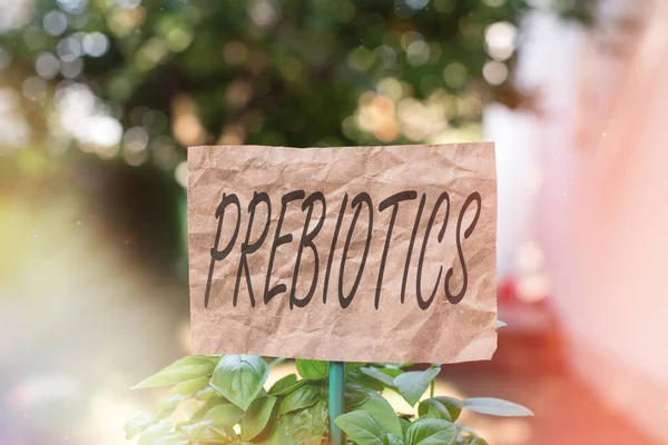 Word writing text Prebiotics. Business concept for the growth or development of beneficial microorganisms in foods Plain empty paper attached to a stick and placed in the green leafy plants. — Stock Photo, Image