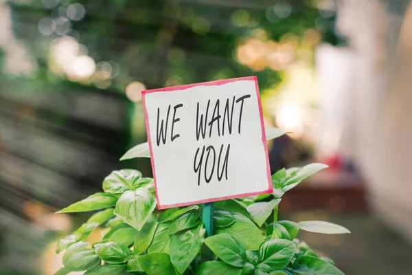 Handwriting text We Want You. Concept meaning having a desire or would like an individual to do something Plain empty paper attached to a stick and placed in the green leafy plants.