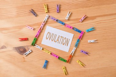 Yumurtlama olduğunu gösteren bir not yazıyorum. Hamile kalma için yumurtalıktan olgun bir yumurtalığın taburcu edildiğini gösteren iş fotoğrafı. Renkli çamaşır tokası kağıtları boş ahşap zemin ofis..