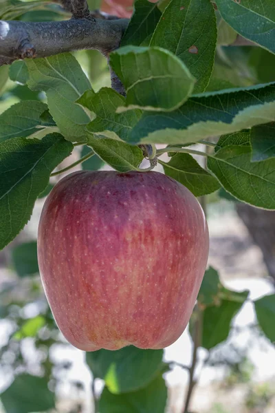 Vertical close-up of one fresh ripe natural red heirloom, organic apple close up on branches in a tree with green leaves, healthy vegetarian, diet, sweet snack food packed with nutrition