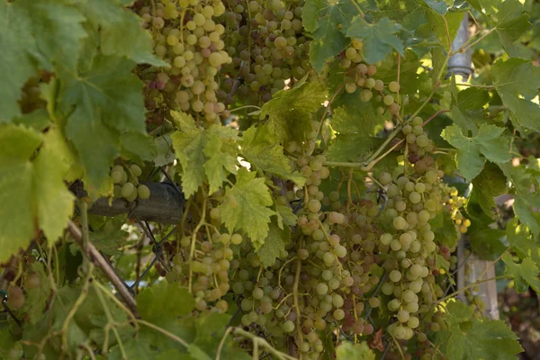 Abundance Clusters Sweet Organic Grapes Growing Vines Ready Harvest Juicy — Stock Photo, Image
