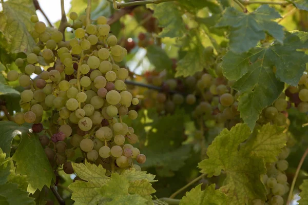 Abundance Clusters Sweet Organic Grapes Growing Vines Ready Harvest Juicy — Stock Photo, Image