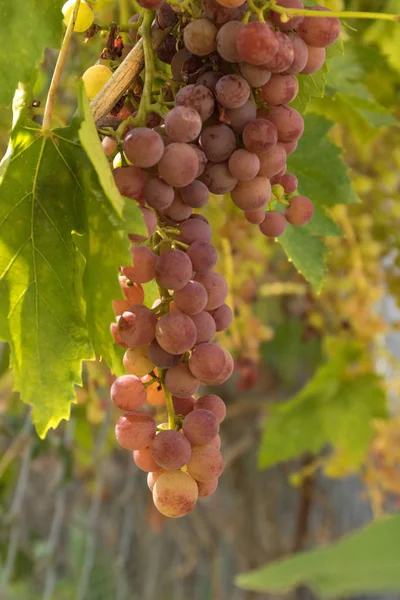 Close Cluster Organic Homegrown Purple Green Grapes Grapevine Vertical Format — Stock Photo, Image