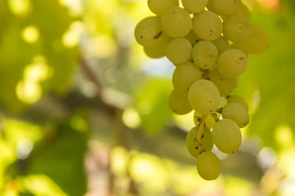Close Cluster Sweet Organic Homegrown Green Grapes Grapevine Lit Summer — Stock Photo, Image