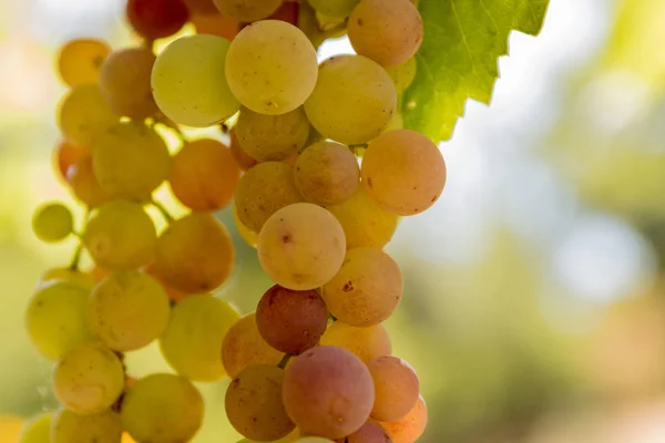 Close Cluster Organic Homegrown Purple Green Grapes Grapevine Bokeh Background — Stock Photo, Image