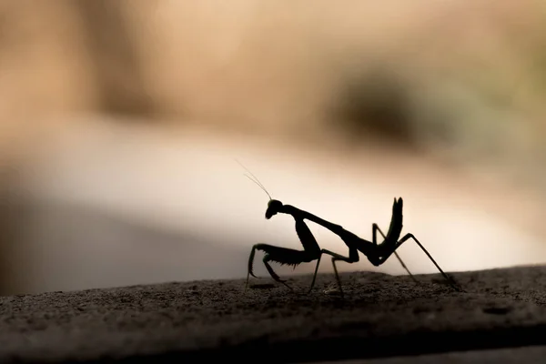 Black silhouette of predatory praying mantis looking towrds camera, color background