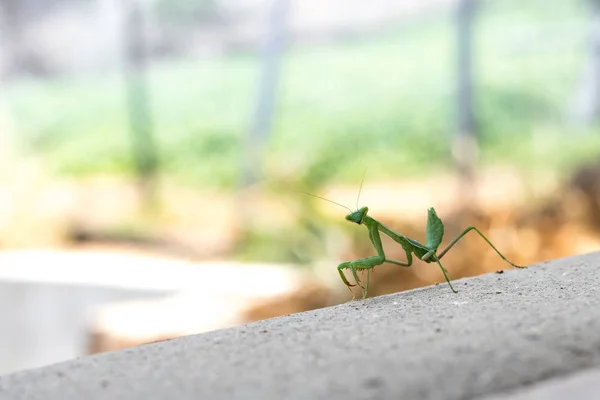 Bright green predatory praying mantis standing on gray deck looking directly at the camera
