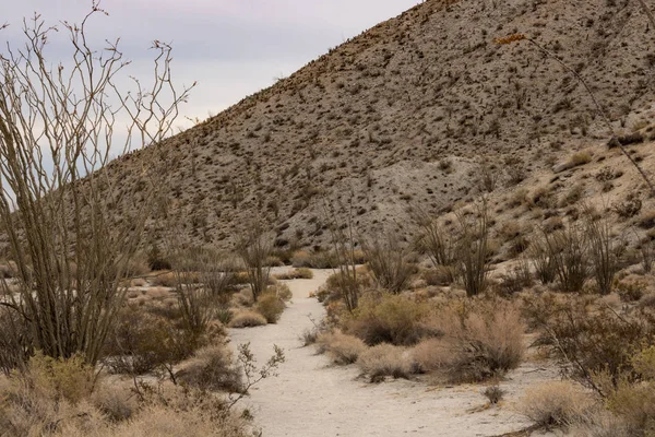 Desert hiking trail bordered by desert vegetation, octotillo cactus in foreground, hillside in background