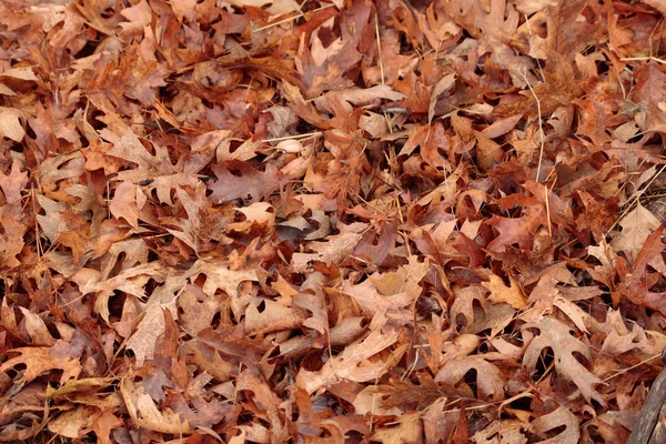 Bright, wet, autumn black oak leaves on forest ground, a beautiful organic, colorful seasonal nature background wallpaper