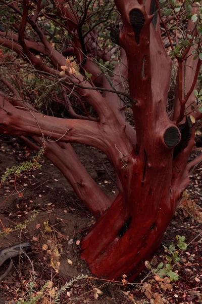 Magnifique Tronc Sain Arbre Manzanita Aux Feuilles Vertes Écorce Lisse — Photo