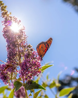 Monarch butterfly on purple butterfly-bush lit by bright summer sunshine, blue sky in background, vertical format clipart
