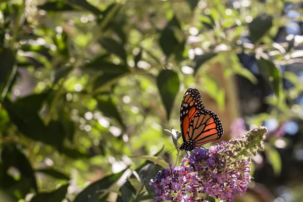 Monarch butterfly on purple butterfly-bush lit by summer sun light, with background of blue sky, with green leaves and branches