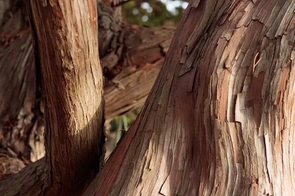 Close Graceful Wavy Smooth Rough Bark Textures Sun Lit Tree — Stock Photo, Image