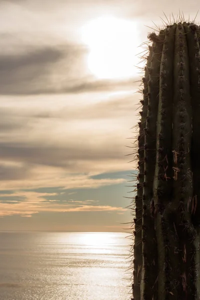 Tall Prickly Cactus Overlooking Ocean Sunset View Seascpe Hoizon Glowing — Stock Photo, Image