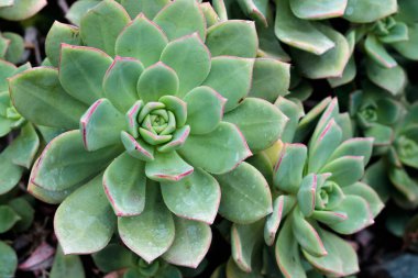 Birden çok sulu, arka plan doku derin kırmızı closeup kenarlı parlak yeşil yaprak