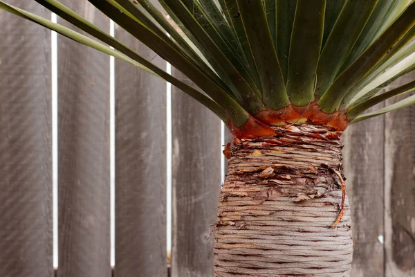 Tall succulent palm horizontal lines on trunk, green leaves growing at an angle and vertical wood slat fence in horizontal background