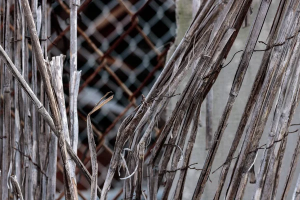 Vintage bamboo rattan close-up of a dilapidated retro worn fence held together with rusted wire, chain link fence in background a texture in shades of tan, beige, orange color and gray