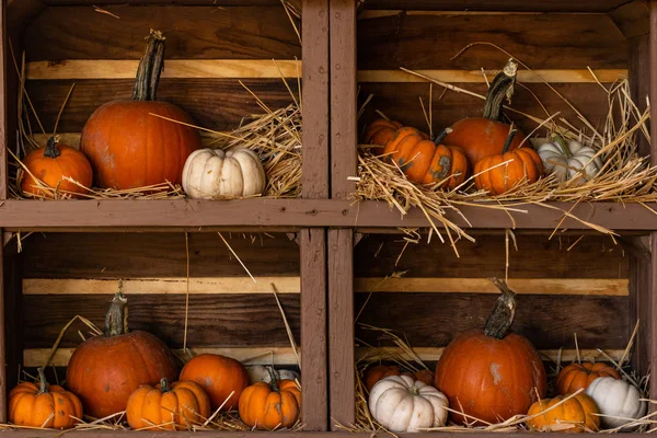 Pumpkins Medium Size Miniature Orange White Still Life Display Wood — Stock Photo, Image