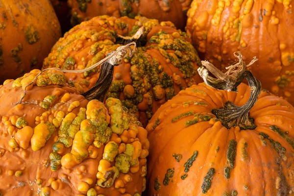Halloween, Thanksgiving seasonal holiday celebration a variety of pumpkins on display in still life fall background celebrating harvest and agriculture in rural rustic pumpkin patch