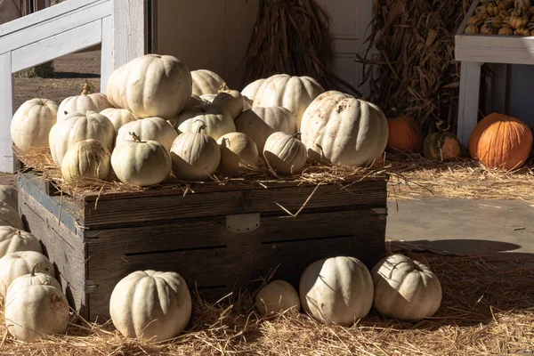 Halloween Thanksgiving Seasonal Holiday Celebration Variety White Pumpkins Display Still — Stock Photo, Image