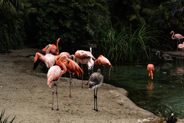 Flock of multicolored adult and young flamingos standing in and out of a pond, some in the group with wings spread