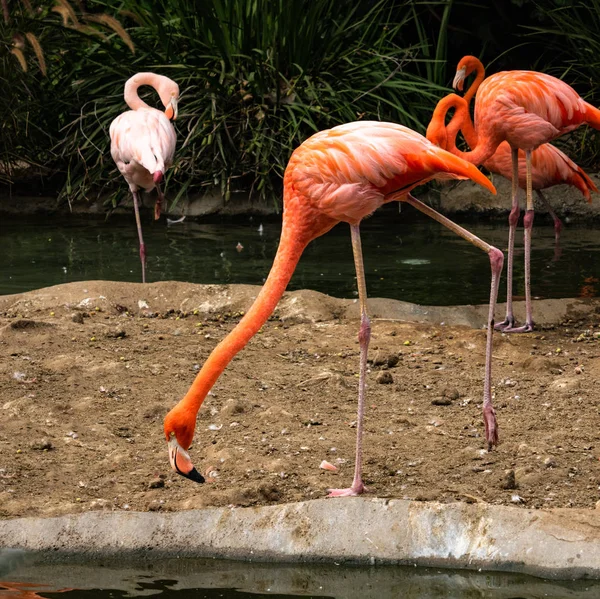 Colorful flamingo walking along a pond edge with his neck stretched straight out and one leg up in the air, awkward dancer, 3 flamingos in background