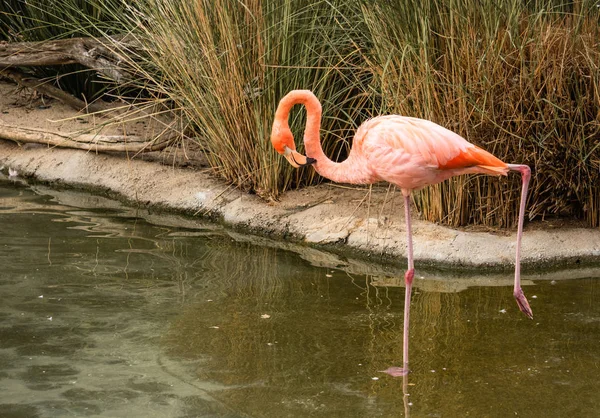Single close up of a single bright colorful flamingo looking into the pond standing on one leg in a pond the other leg is up in the air, hanging a right angle to the water, awkward dancer