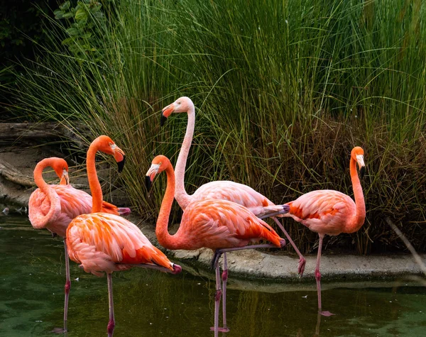 Stock image Group of 5 alert colorful adult pink flamingos, heads are up, necks have a graceful curve