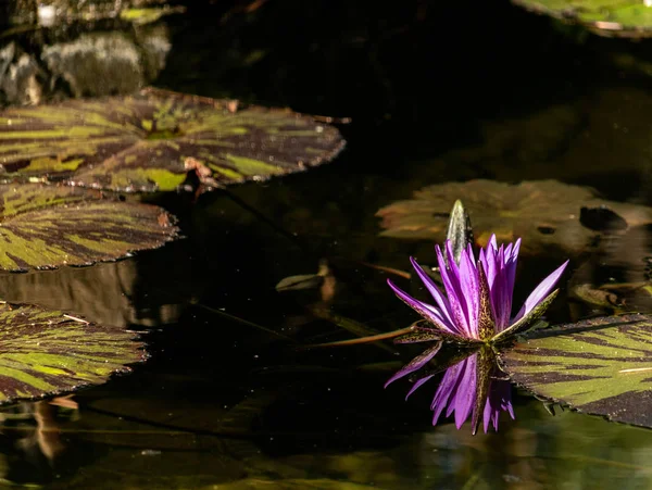 Lotus bloom floating in water, purple magenta blossom reflected in pond a calm serene background for meditation wellness harmony spirituality and health