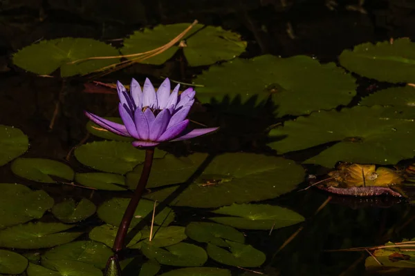 Lotus bloom on a tall stem, a purple blossom rising out of a pond of lily pads a calm serene background for meditation wellness harmony spirituality and health