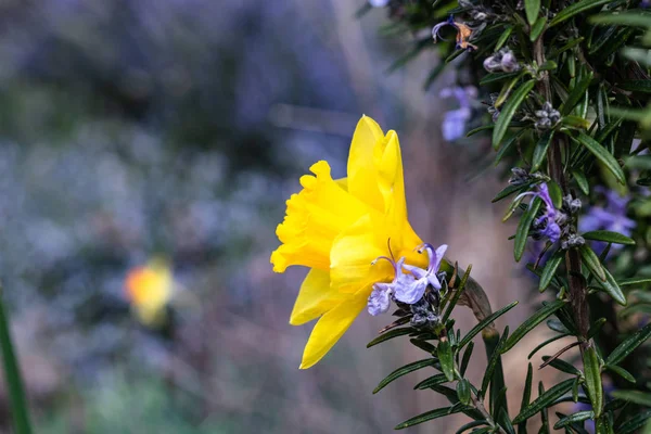 Single bright, happy, cheerful, yellow gold spring Easter daffodil bulb blooming in outside garden in springtime