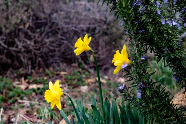 Group of bright, happy, cheerful, yellow gold spring Easter daffodil bulbs blooming in outside garden in springtime — Stock Photo, Image