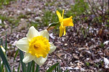 İki parlak, mutlu, neşeli, sarı altın ve beyaz benzersiz bahar Paskalya nergis ampuller ilkbaharda bahçe dışında çiçek