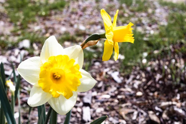 Two bright, happy, cheerful, yellow gold and white unique spring Easter daffodil bulbs blooming in outside garden in springtime