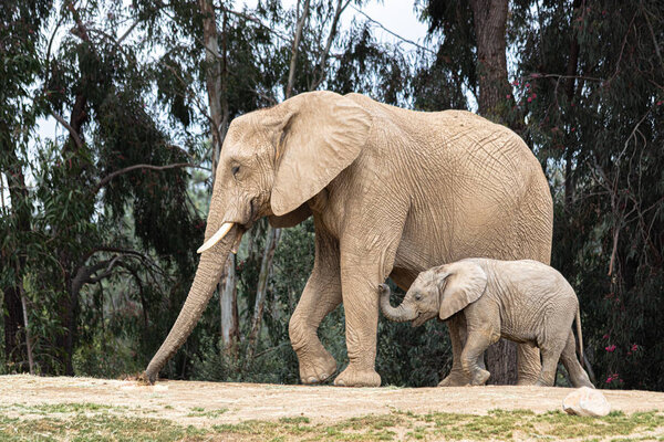 African elephants, kind loving tender relationship, mother and child, cute tiny baby elephant following mother, natural outdoors landscape