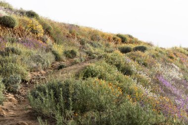 Parlak turuncu canlı canlı altın Kaliforniya haşhaş, mevsimlik bahar yerli bitkiler, mor ve beyaz kır çiçekleri bir yamaç yolu boyunca çiçek