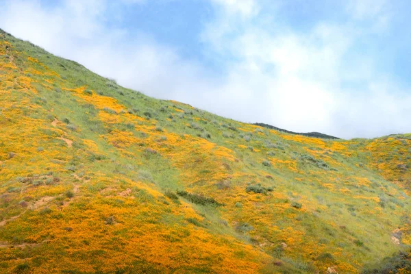 Leuchtend orange lebendige lebendige goldene kalifornische Mohnblumen, saisonale Frühjahrspflanzen heimische Wildblumen in voller Blüte, atemberaubende Hangsuperblüte — Stockfoto