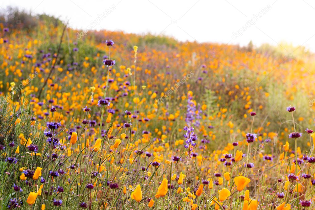 Bright orange vibrant vivid golden California poppies, seasonal spring native plants wildflowers in bloom, stunning hillside superbloom
