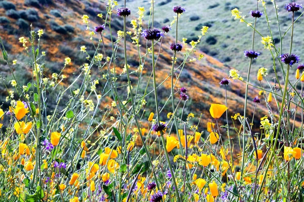Leuchtend orange lebendige lebendige goldene kalifornische Mohnblumen, saisonale einheimische Frühjahrspflanzen, in Großaufnahme blühende lila und gelbe Wildblumen — Stockfoto