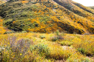 Parlak turuncu, canlı, altın Kaliforniya gelincikleri mevsimlik bahar bitkileri çiçek açan kır çiçekleri.
