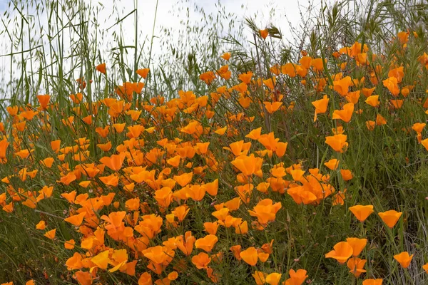 Сценічні весняні краєвиди яскравих оранжевих яскравих золотих каліфорнійських маків, сезонні рослини проти хмар і неба. — стокове фото