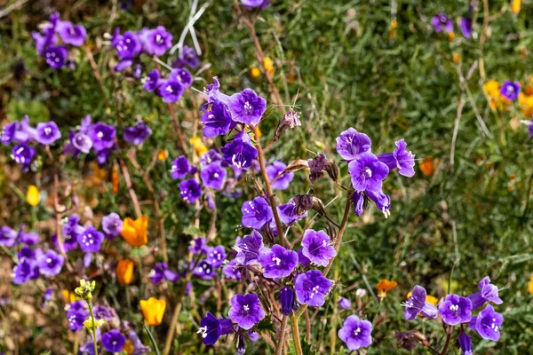 Яскраво-пурпуровий фіолетовий синій яскравий золотий Кентерберійські дзвіночки, сезонна весняна рослина, польові квіти в цвіті з золотим помаранчевим каліфорнійським населенням — стокове фото