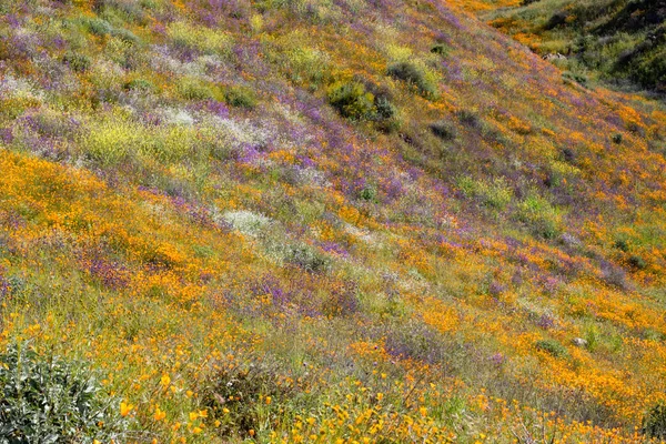 Helder oranje levendige levendige gouden Californië klaprozen, seizoensgebonden lente inheemse planten wilde bloemen in bloei — Stockfoto