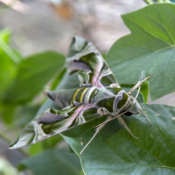 Daphnis Nerii Est Papillon Nocturne Famille Des Sphingidés — Photo