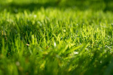 Parlak güneşin altında. Doğal arka. Seçici odak bulanık bokeh ile'nın bahçesinde taze yeşil bahar çimen