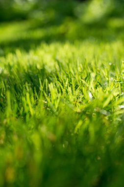 Parlak güneşin altında. Doğal arka. Seçici odak bulanık bokeh ile'nın bahçesinde taze yeşil bahar çimen