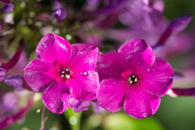 2 pembe taze yağmur sonrası su damlaları ile Phlox çiçekler. Natürmort. Bahar arka plan. Extream closeup makro çekim