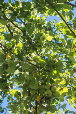 Yeşil elma dalı mavi gökyüzü
