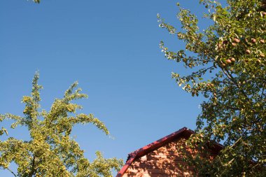 bir ağaç dalı evin çatı ve derin mavi gökyüzü üzerinde arka plan üzerinde asılı olgun armut
