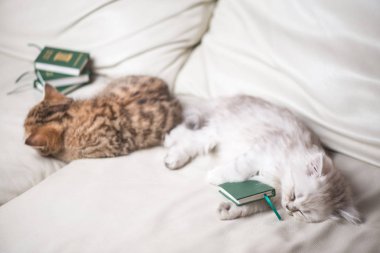 iki sevimli küçük kedi kitapları okuduktan sonra yorgun ve uyku